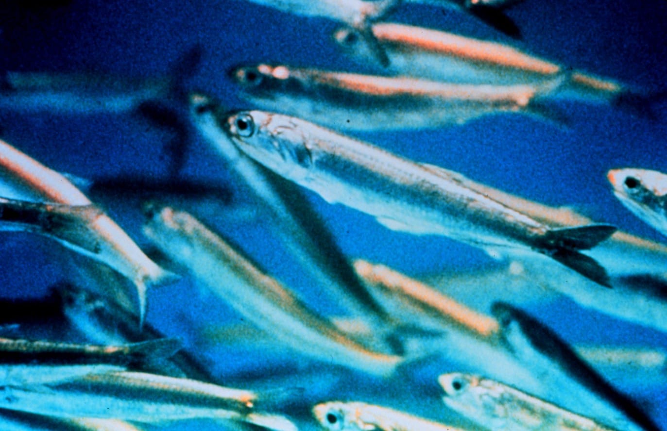 Anchoa