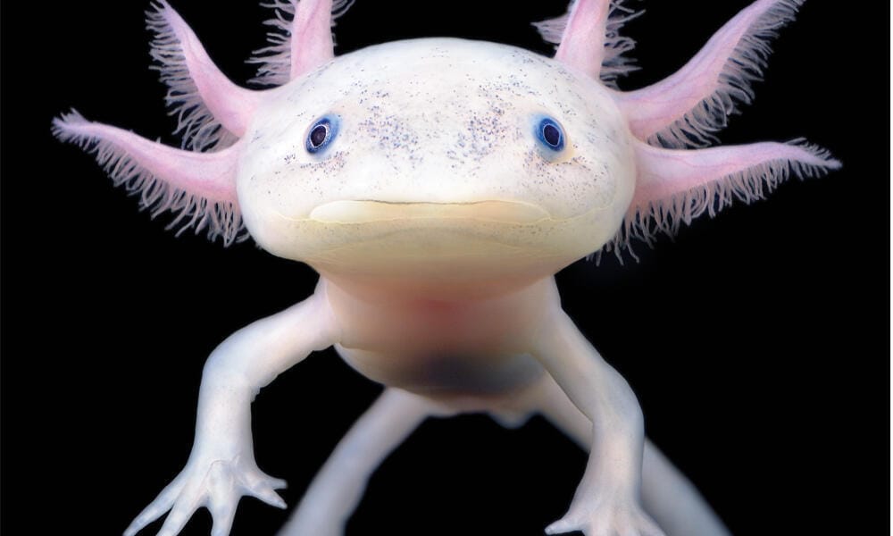 Ajolote
