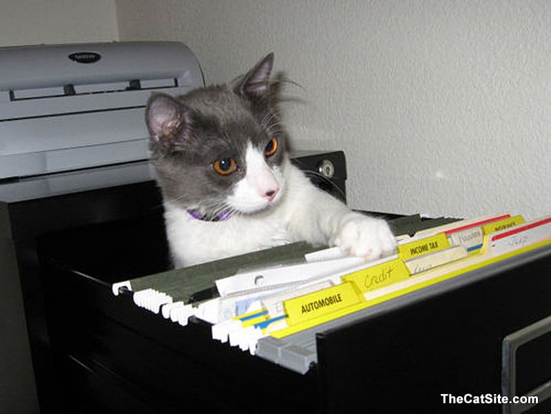 ¡fotos Increíbles! ¡los 31 Gatos Más útiles Que Jamás Hayas