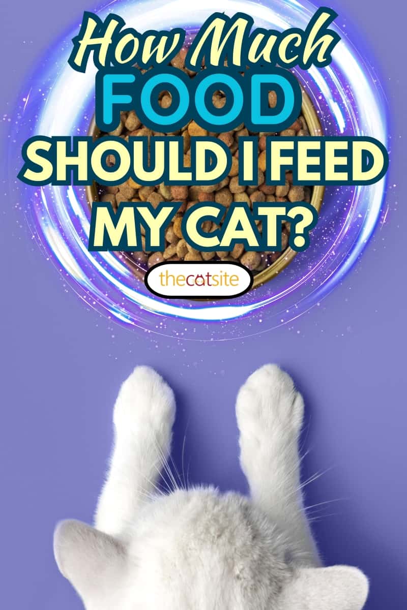 ¿cuánta Comida Debo Darle a Mi Gato? (contestada)