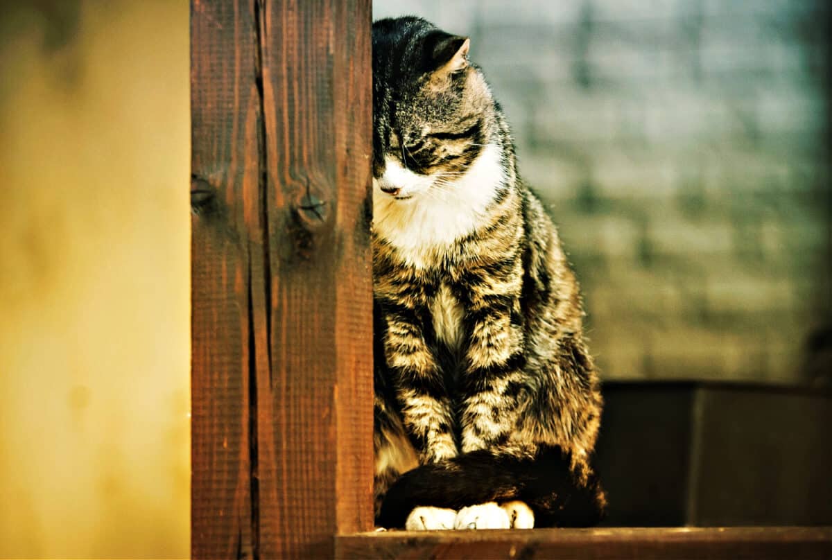 ¿los Gatos Lloran? Apoyando a Su Mascota Durante La Pérdida
