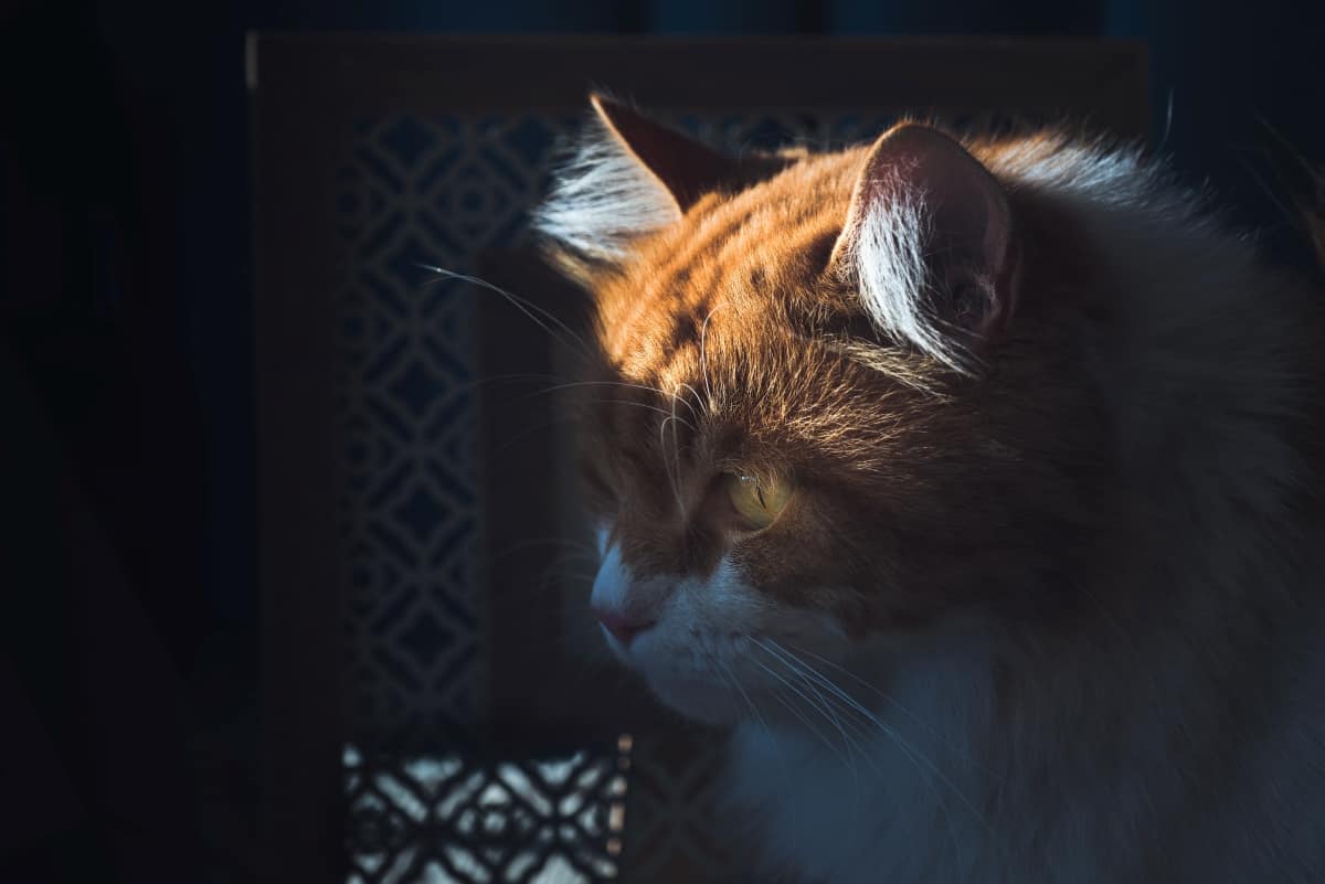 ¿pueden Los Gatos Ver Fantasmas? ¡historias Espeluznantes De Nuestros Miembros!