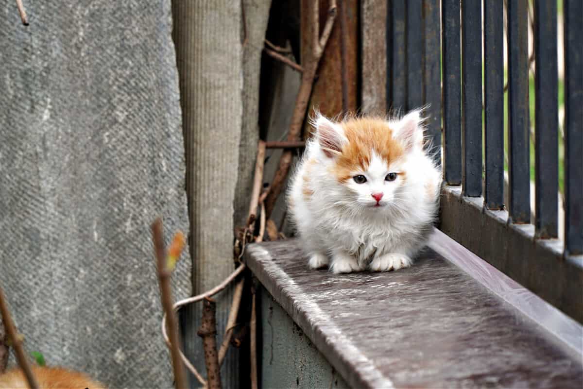 ¿se Extinguirán Los Gatos Si Los Esterilizamos O Castramos a