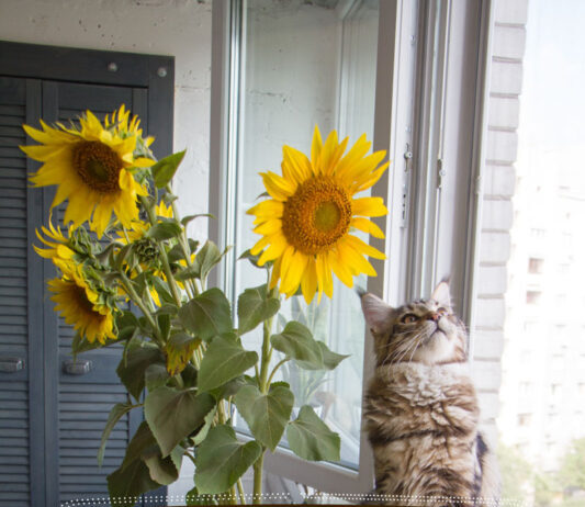 ¿son Los Girasoles Tóxicos Para Los Gatos?