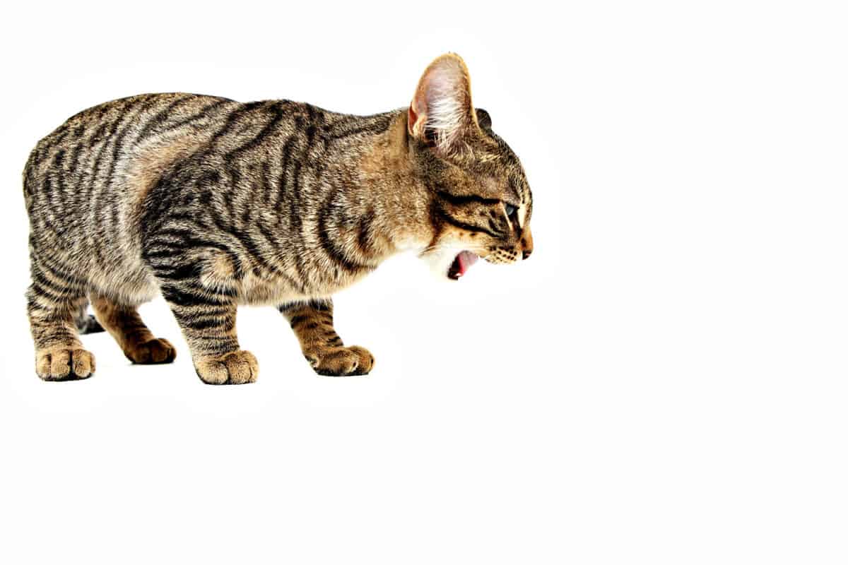 ¿tu Gato Vomita? Una Guía Completa Sobre Los Vómitos Felinos