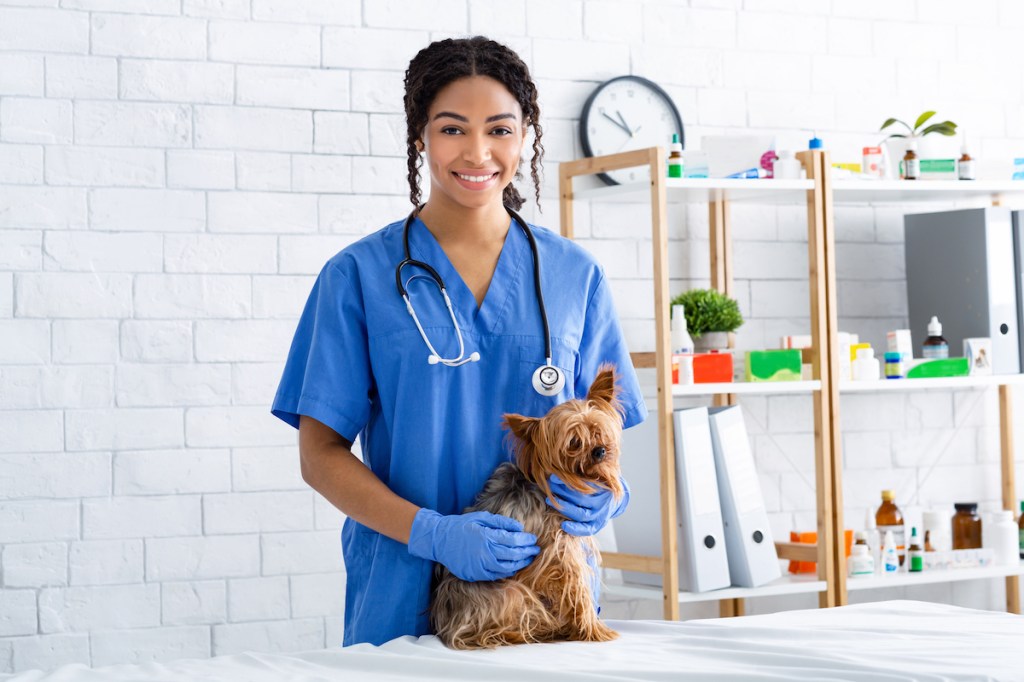 Luxación Rotuliana en Perros: Síntomas, Causas Y Tratamientos