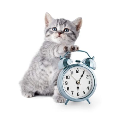 Transición De Gatitos Alimentados Libremente a Comidas Programadas