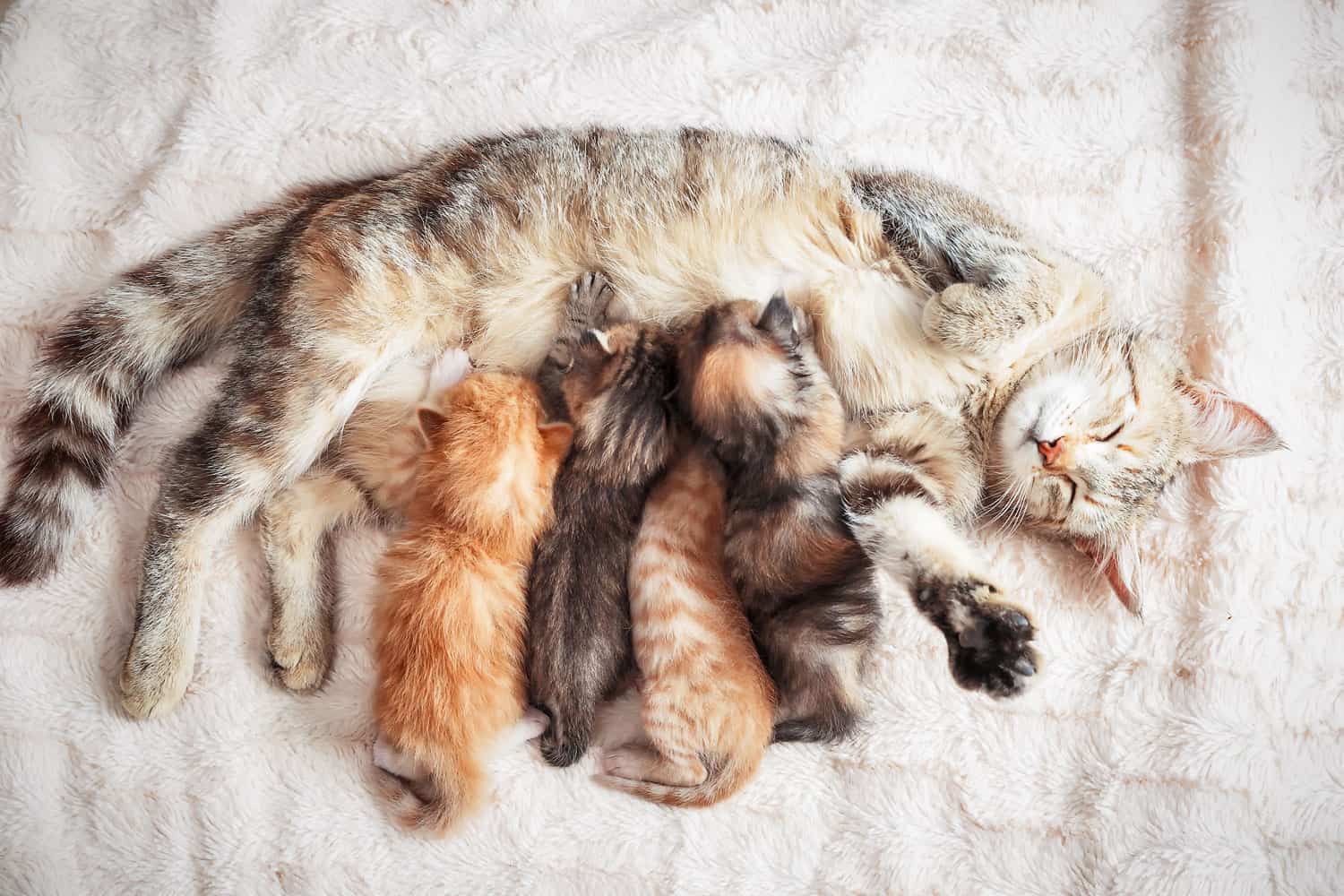 Nutrición Para La Madre Gata: Una Guía