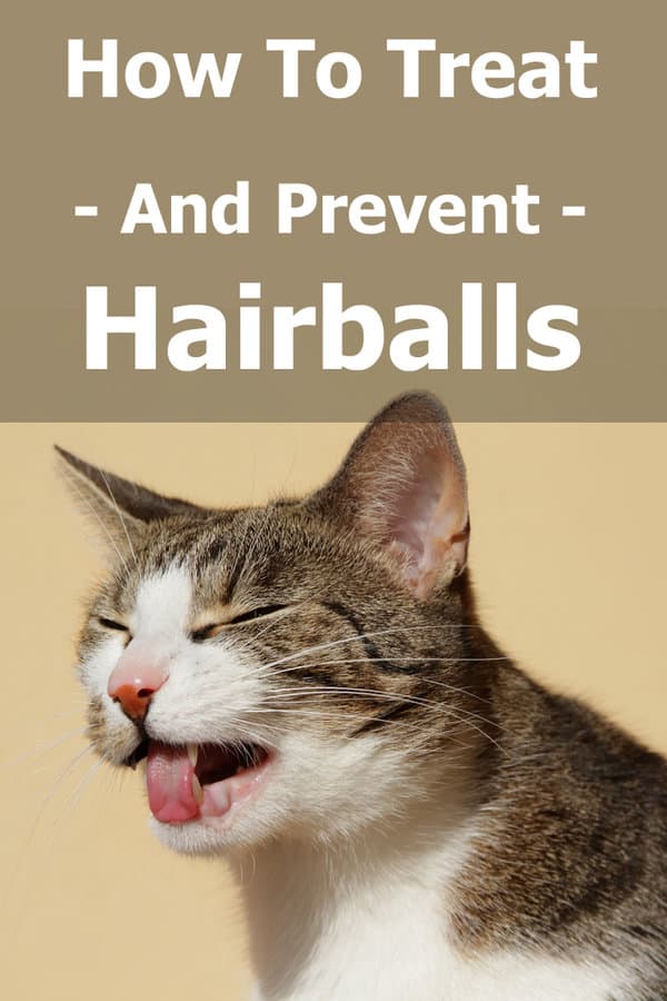 Cómo Tratar Y Prevenir Las Bolas De Pelo en Los