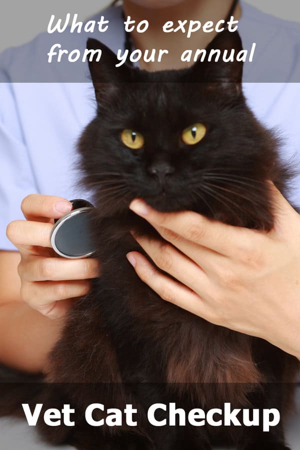 Chequeo Veterinario Para Gatos: Qué Esperar