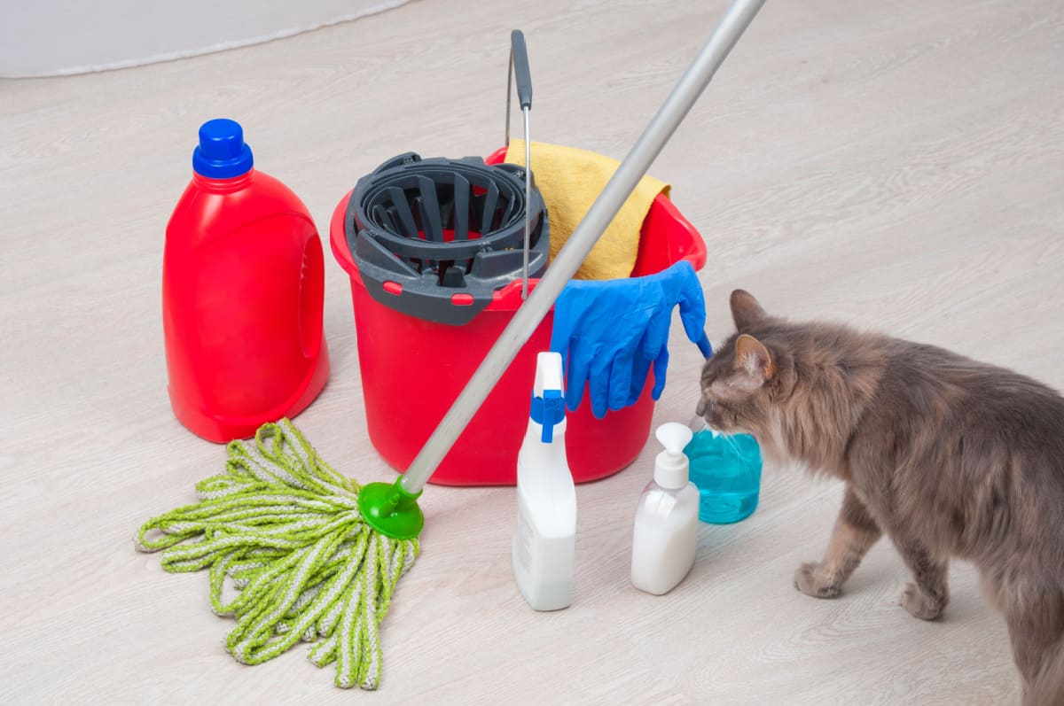 Los Productos Químicos Domésticos Y Sus Gatos: Lo Que Todo