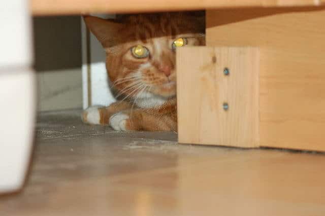23 Gatos Que Intentan Esconderse, ¡algunos Con éxito!