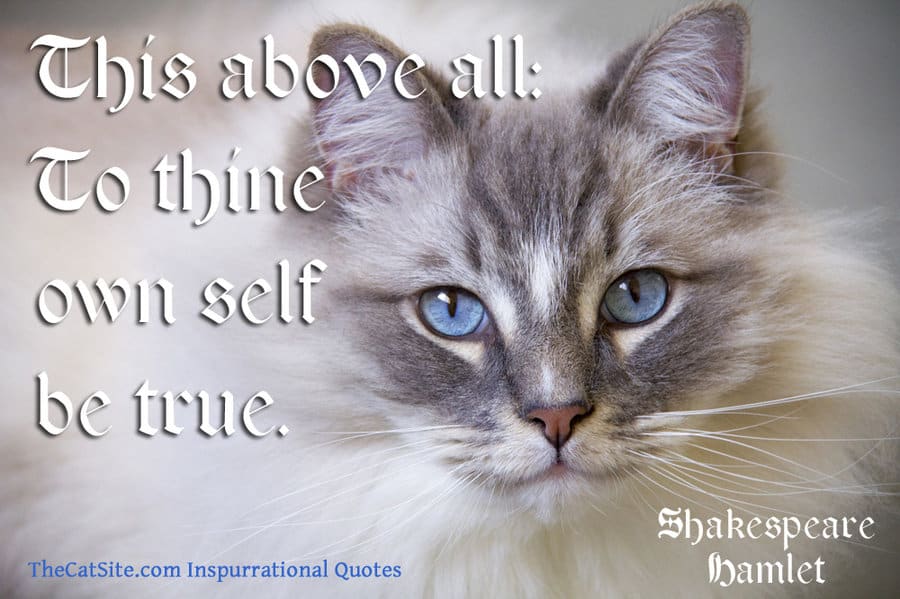 7 Citas De Shakespeare Combinadas Con Hermosas Imágenes De Gatos