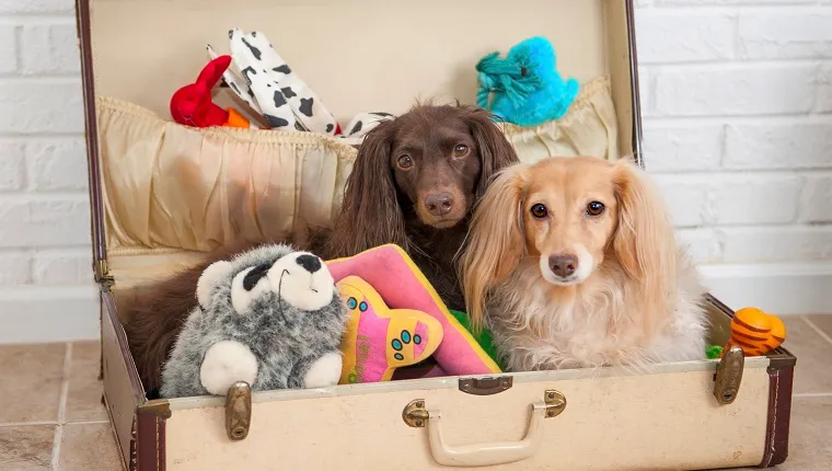 9 Cosas Que Necesitas Si Viajas Con Tu Perro Durante