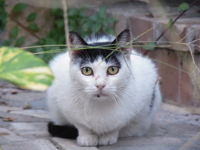 Adoptar Un Gato Callejero