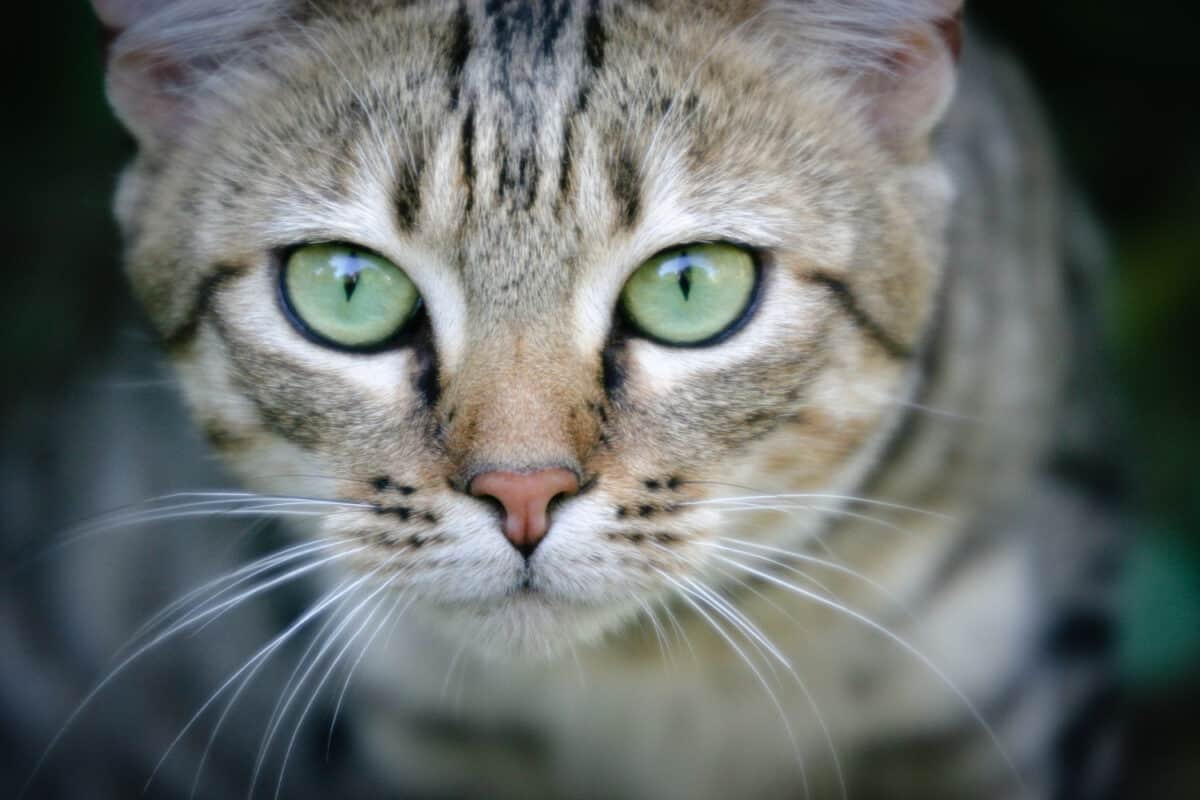 Adoración De Gatos: La Historia Sagrada De Los Gatos
