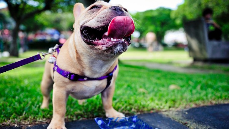 Collar Versus Arnés: ¿cuál Es Mejor Para Tu Perro?