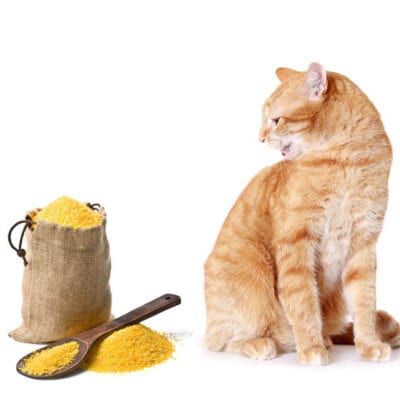 Comida Para Gatos Sin Cereales: ¿qué Significa?