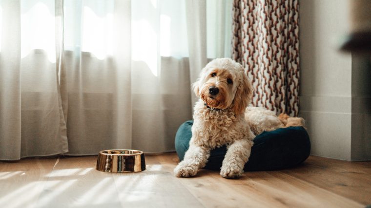 Cómo Crear La Habitación Perfecta Para Perros