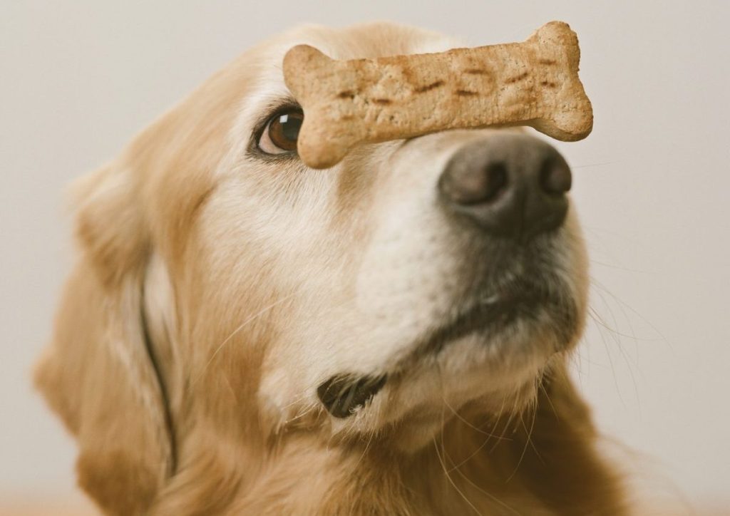 Cómo Elegir Golosinas Y Huesos Para Perros
