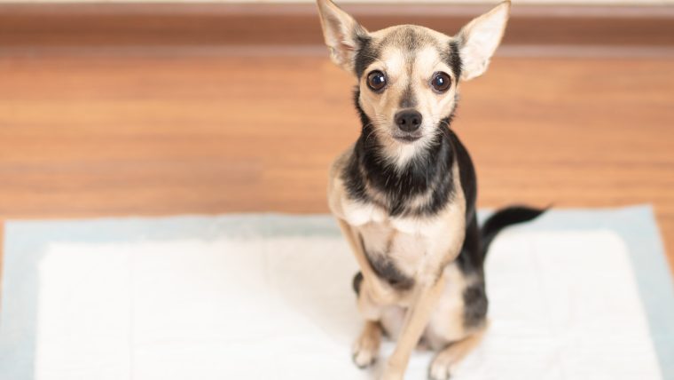 Cómo Entrenar a Tu Perro Para Ir Al Baño