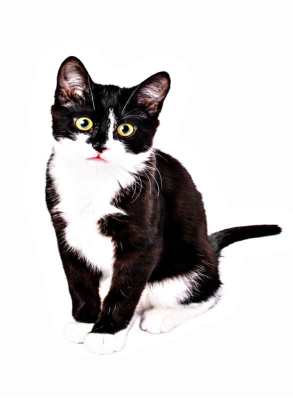 El Gato Sano: Ocho Cosas Que Debes Comprobar