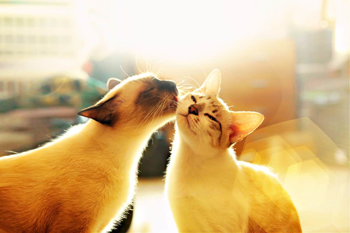 El Hogar Con Varios Gatos: Manual Del Propietario Para Gatos