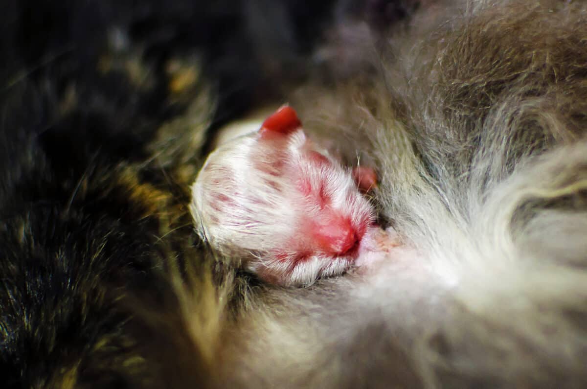 Gatitos Prematuros: La Guía Completa De Cuidados