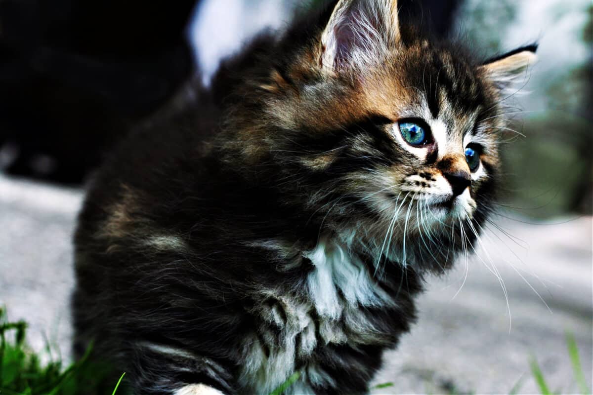 Gato Del Bosque De Noruega: Una Guía Completa De La