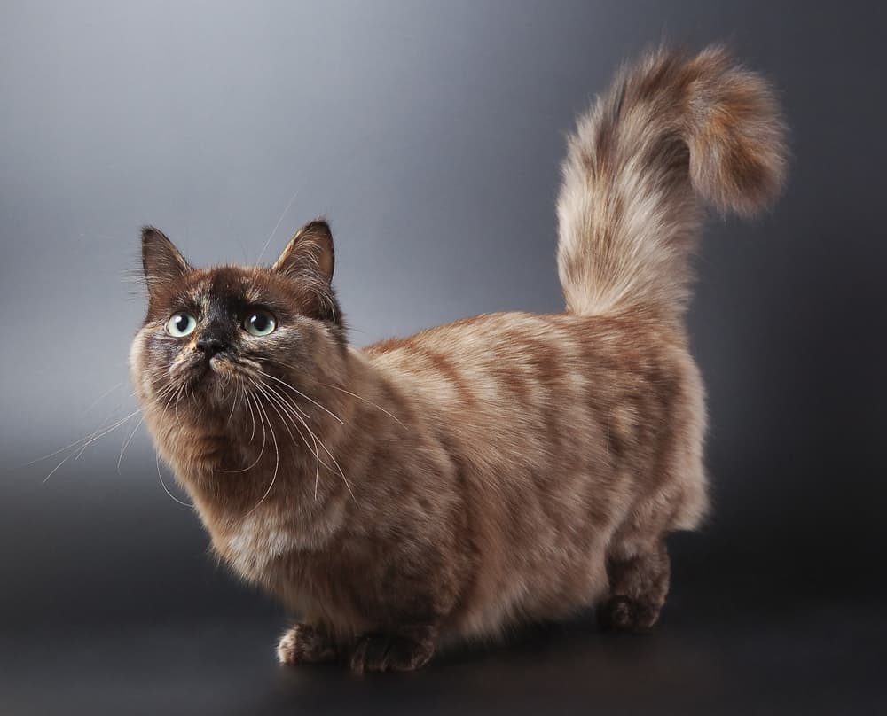 Gatos Munchkin: Una Mirada Integral a Su Genética, Rasgos Y