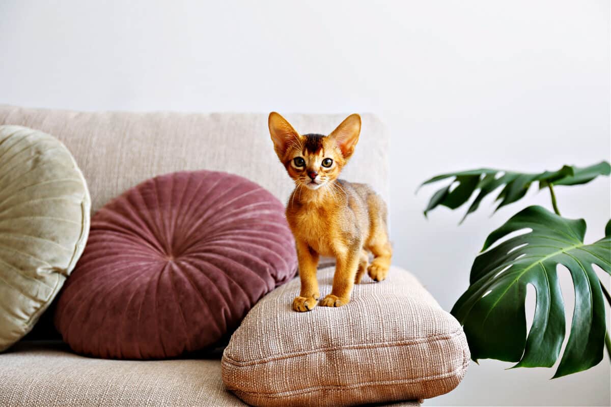 Gatos Abisinios: Una Guía Detallada