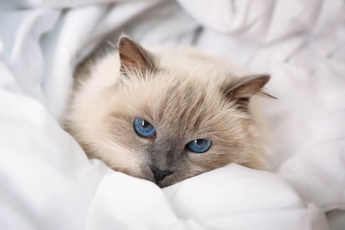 Gatos Birmanos: Una Guía Completa