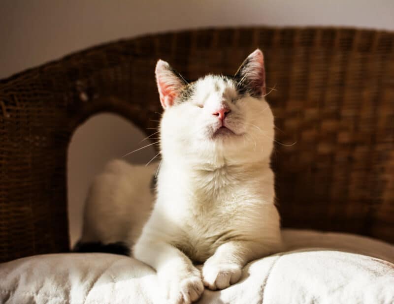 Gatos Ciegos: Abrazando La Vida Más Allá De La Vista