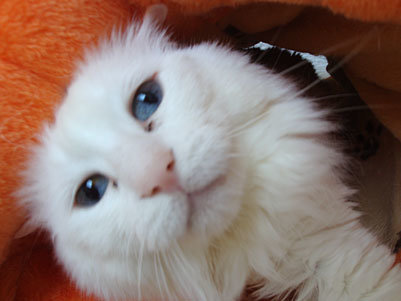 Gatos Con Necesidades Especiales: Hipoplasia Cerebelosa