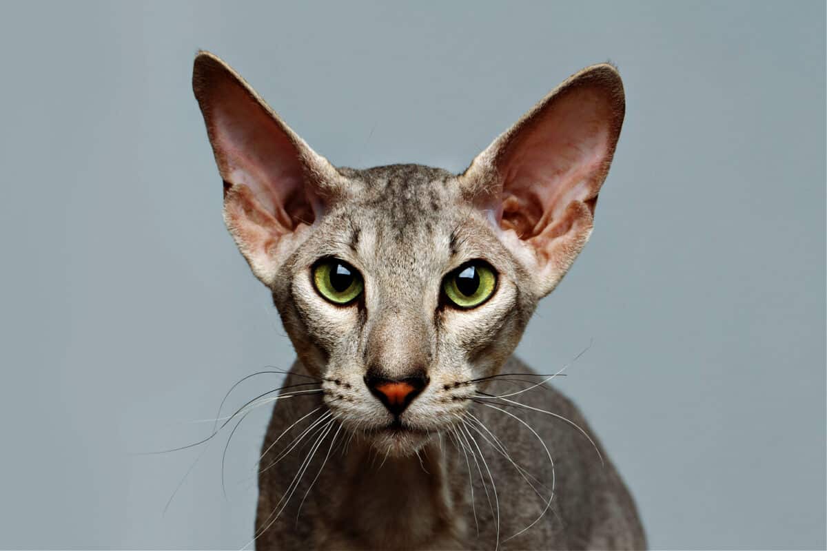 Gatos Orientales Guía De Razas: Una Mirada Detallada