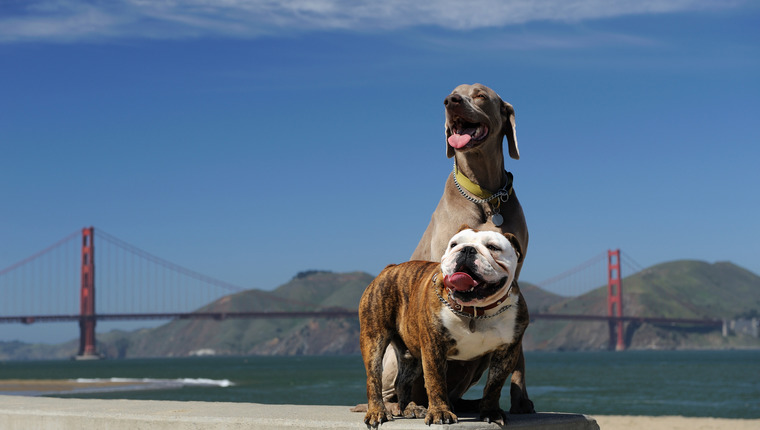 Las Mejores Ciudades Que Admiten Perros Para Tus Próximas Vacaciones