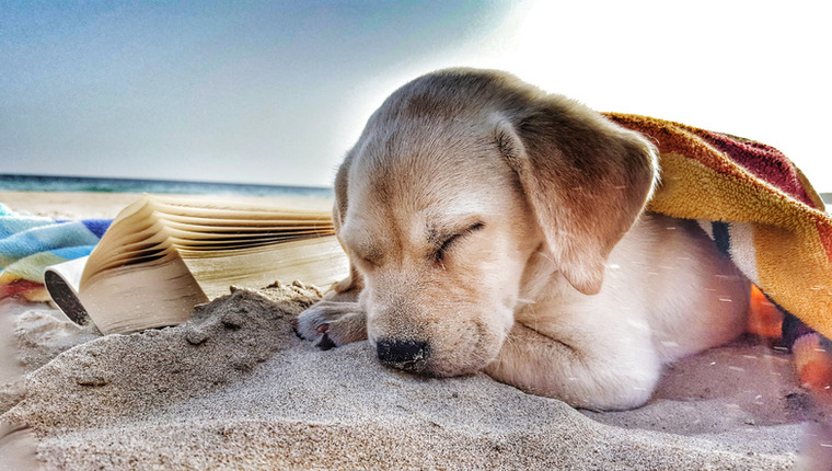 Los Mejores Países Que Admiten Perros Para Sus Próximas Vacaciones