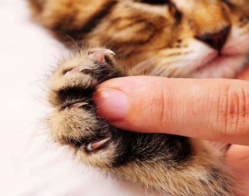 Por Qué No Se Debe Quitar Las Uñas a Los