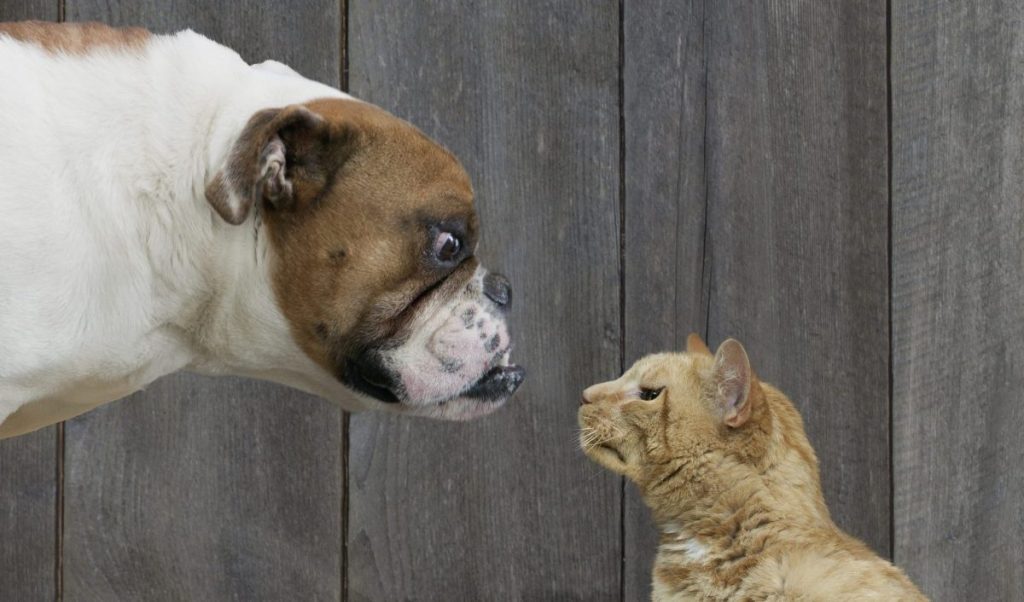 Presentarle De Forma Segura Un Nuevo Perro a Su Gato