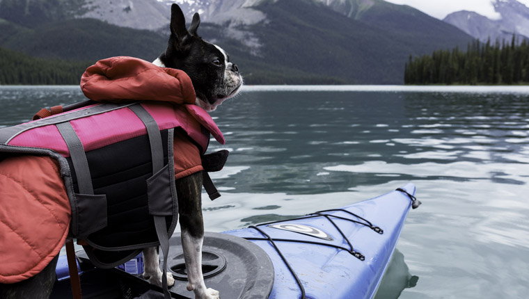 Qué Considerar Al Comprar Un Chaleco Salvavidas Para Su Perro