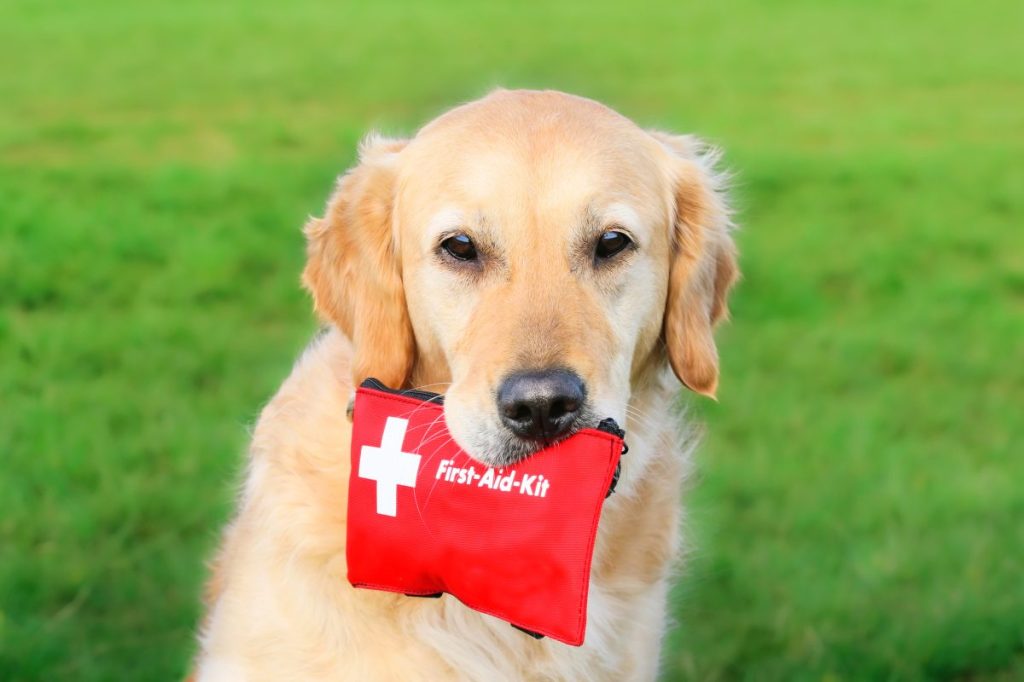 Qué Poner en Un Botiquín De Primeros Auxilios Para Mascotas