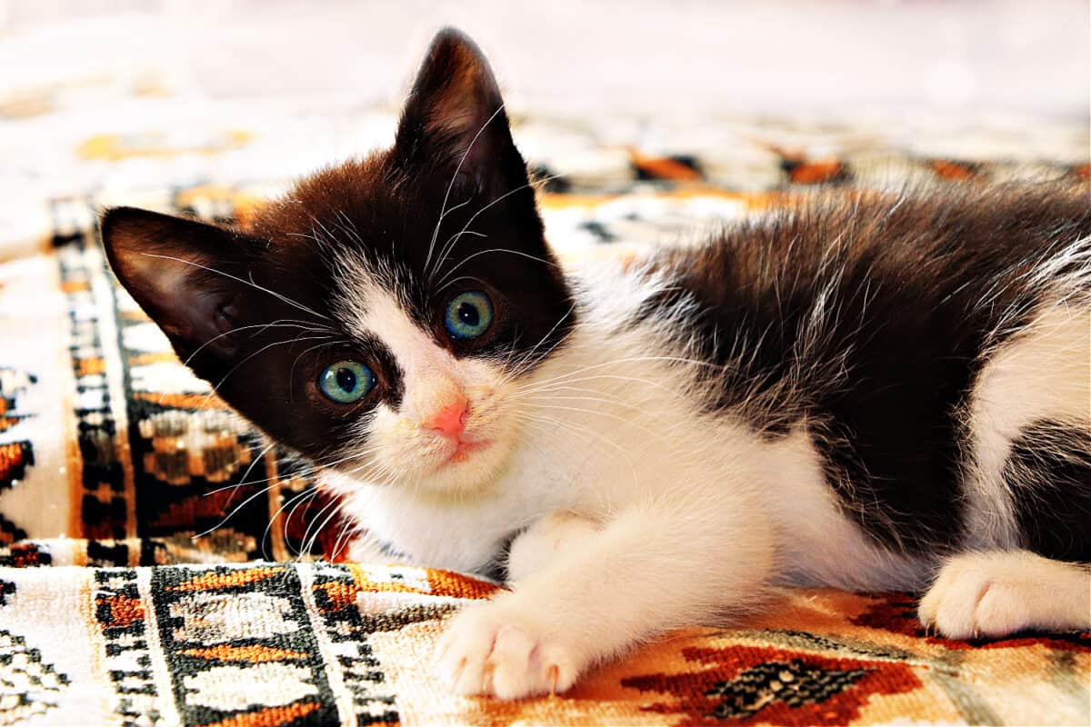 Traer a Casa Un Gato Nuevo: La Guía Completa