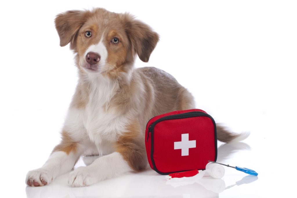 Una Guía Completa De Botiquines De Primeros Auxilios Para Perros