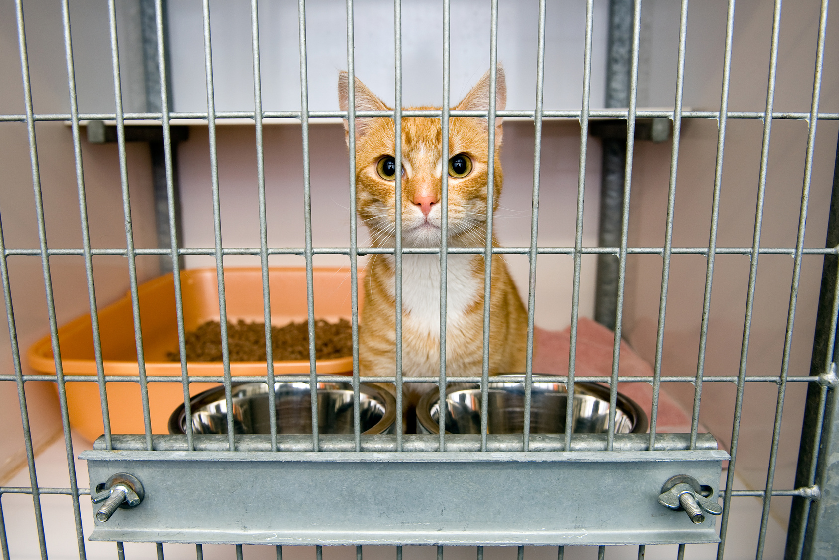 Voluntariado en El Refugio De Animales