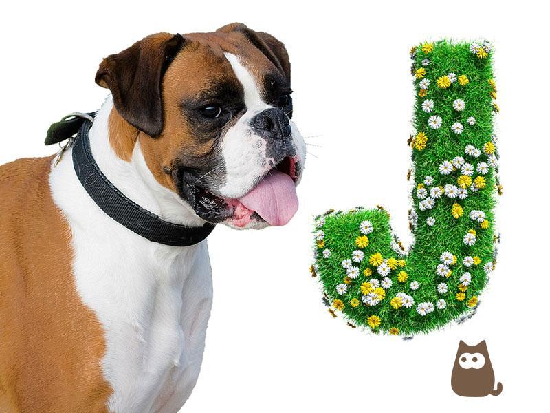 Nombres De Perros Que Empiezan Con J.