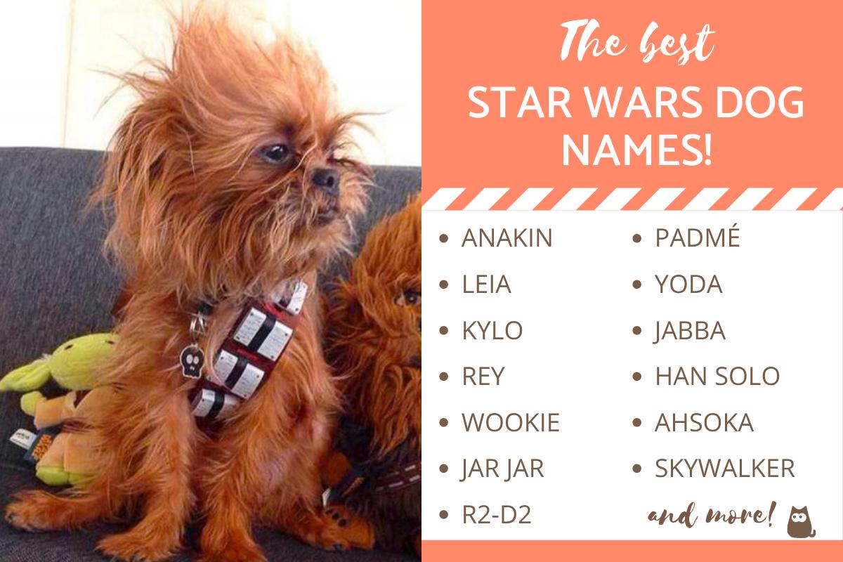 ¡los Mejores Nombres De Perros De Star Wars!