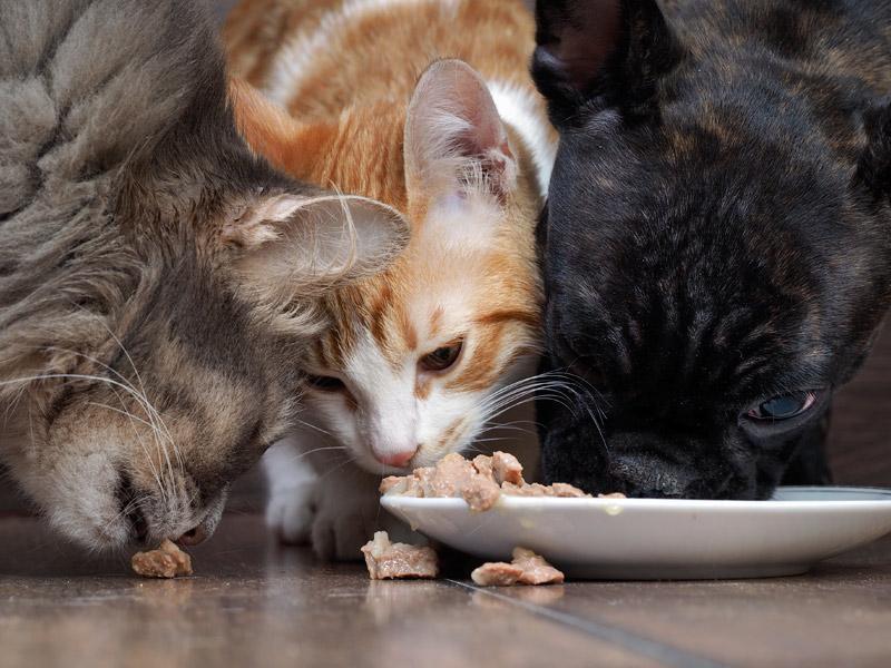 ¿cuántos Gatos Son Demasiados en Un Apartamento?