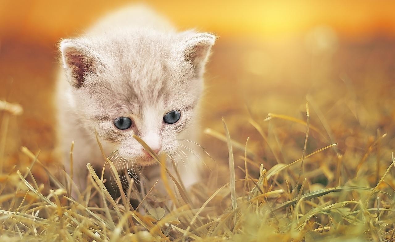 Nombres Cortos Para Gatos (machos Y Hembras): Más De 200