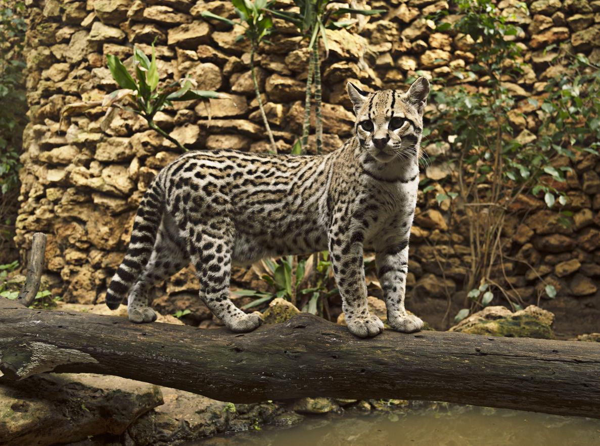 El Ocelote Como Mascota: Todo Lo Que Necesitas Saber