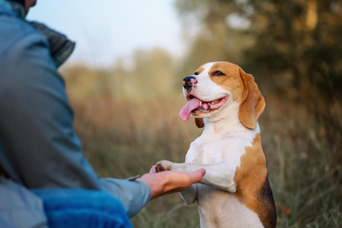 Comandos Básicos De Adiestramiento Canino